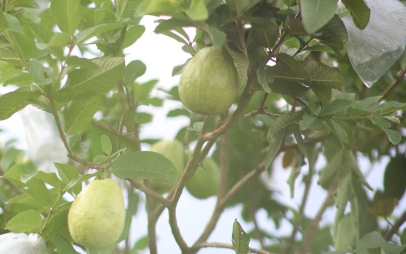 Trái ổi lê giống Đài Loan tại vườn ổi trên núi tại Ngon Farm ở Tuy Phong